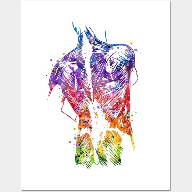 Human Back Muscles Colorful Watercolor Wall Art by LotusGifts